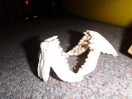 how to remove snapper jaws ? - The Fishing Website : Discussion Forums ...