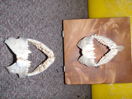 how to remove snapper jaws ? - The Fishing Website : Discussion Forums ...