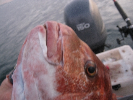How to tell the sex of snapper? - The Fishing Website : Discussion ...