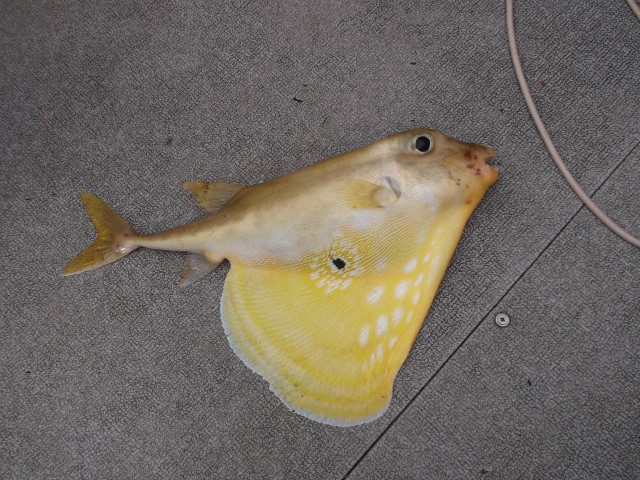 Lock down fish of the day challenge . - The Fishing Website ...