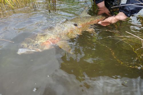 Ota - The Fishing Website : Discussion Forums - Page 2
