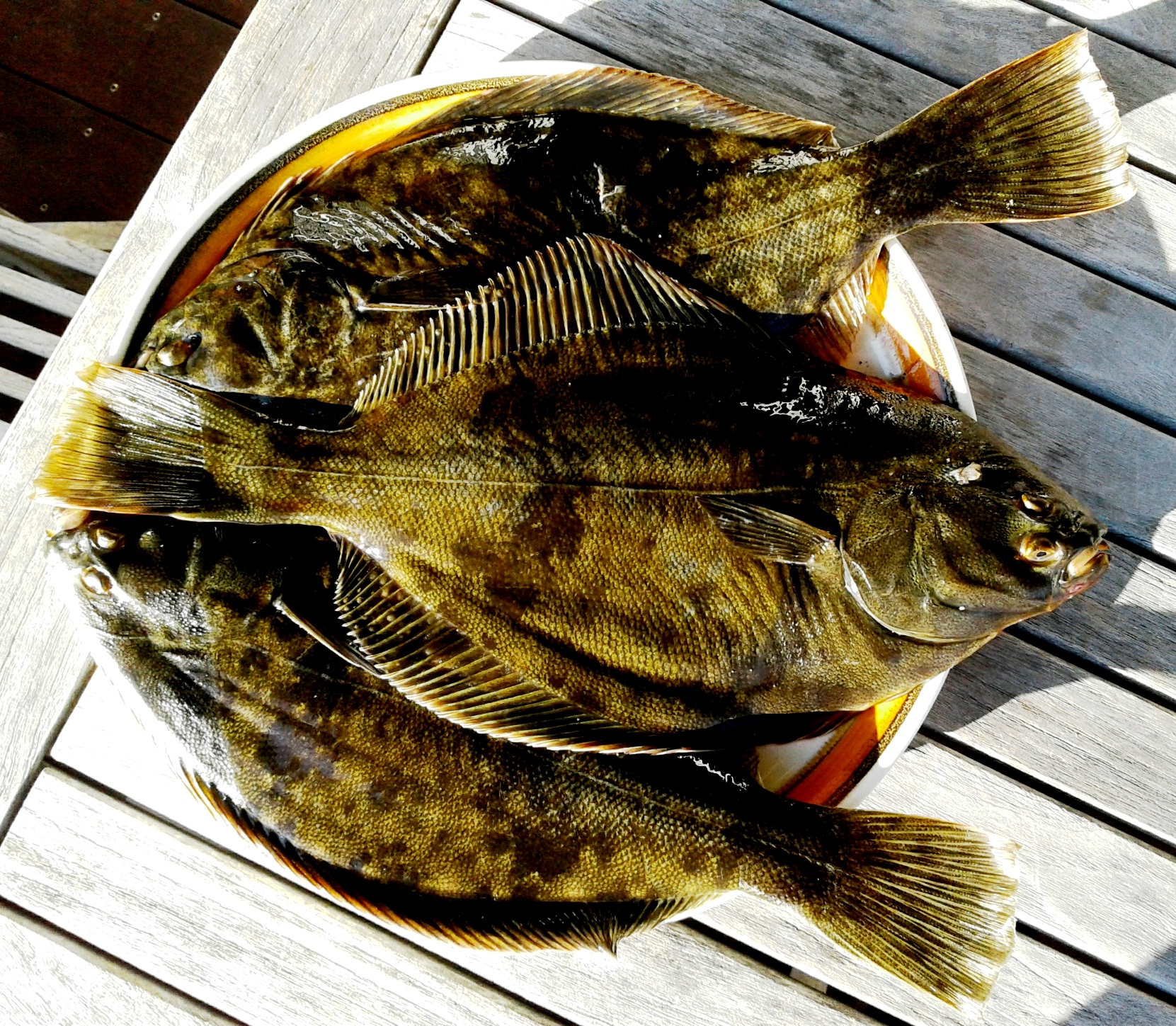 Flounder time The Fishing Website Discussion Forums Page 1