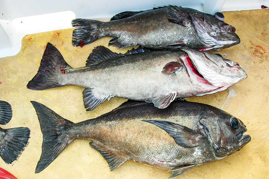 DeepWater Jigging and Lure Fishing The Fishing site