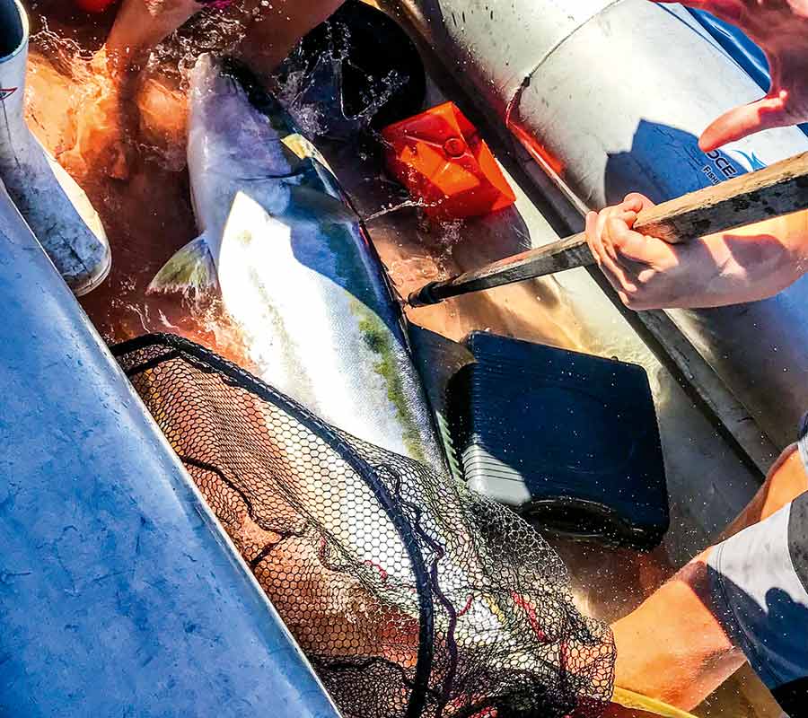 Small boats aren't made for backing up - The Bloke Boat took on water as they chased the big kingfish hard in reverse.