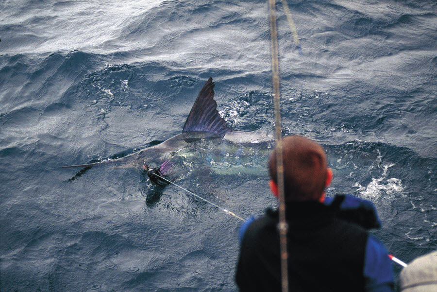 Gamefishing Techniques Helming Tactics The Fishing site