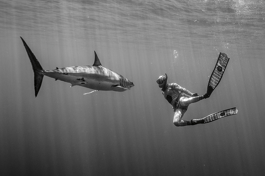 Encountering Sharks While Fishing - The Fishing Website