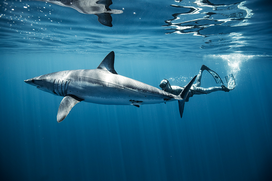 Encountering Sharks While Fishing - The Fishing Website