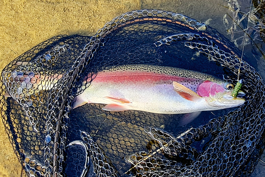 A great end to the season – a post-spawn Lake Dunstan rainbow hen that was released to fatten up.