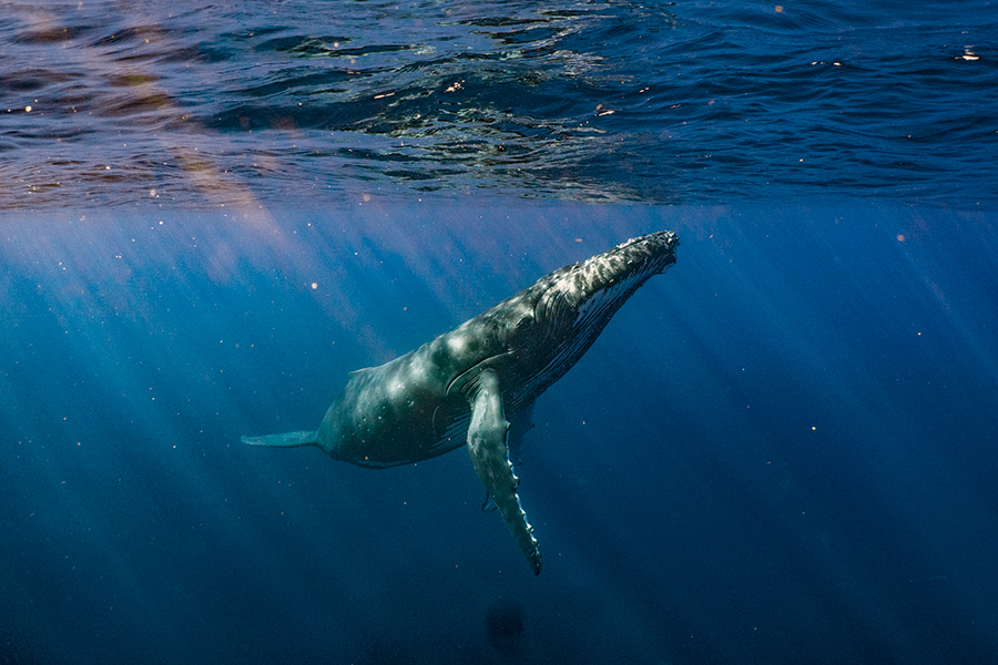 A humpback whale during the annual migration up the East Coast of South Africa.