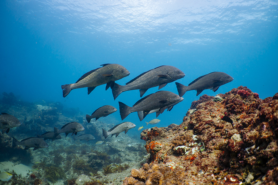 Tasselfish inhabiting a healthy reef in Zululand.