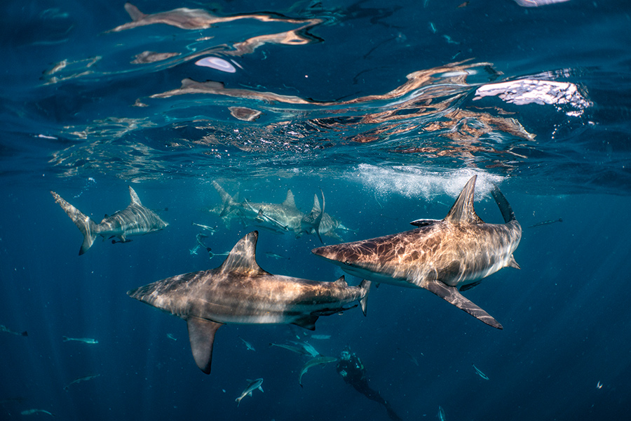 The ever-present oceanic black tip sharks.