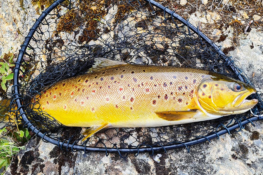 Spotting and Catching Brown Trout The Fishing site
