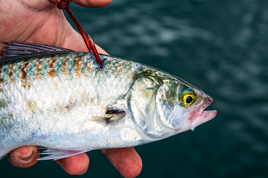 Rock Fishing Getting Started The Fishing site