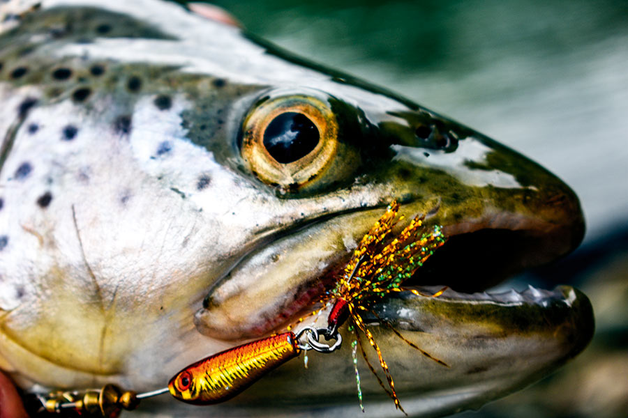 Troutfishing After Rain & Storms The Fishing site