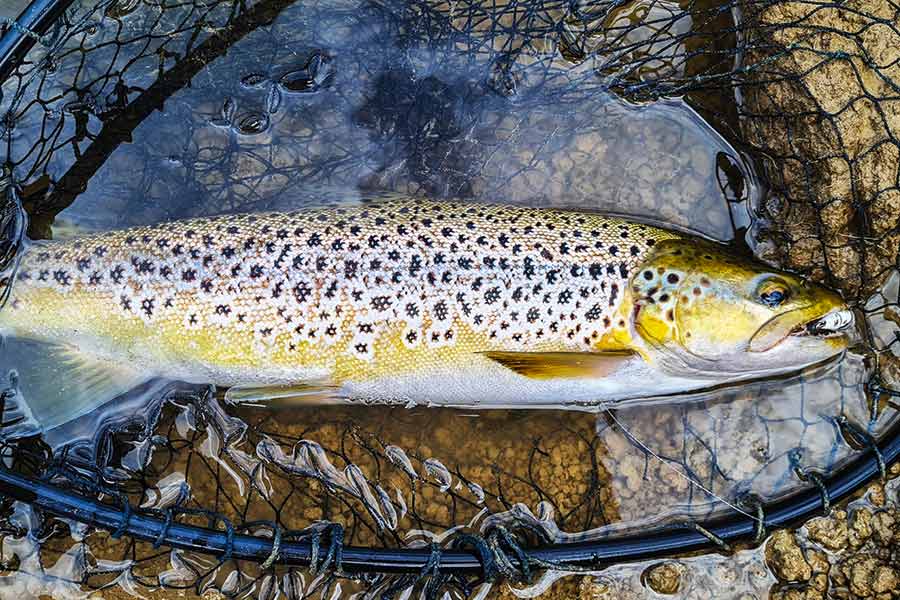 Another victim of the white spinner, which was fully engulfed by the fish.