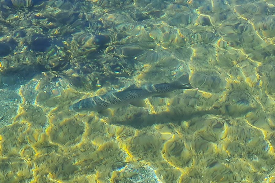A trout hugs the weed line in search of an easy snack.