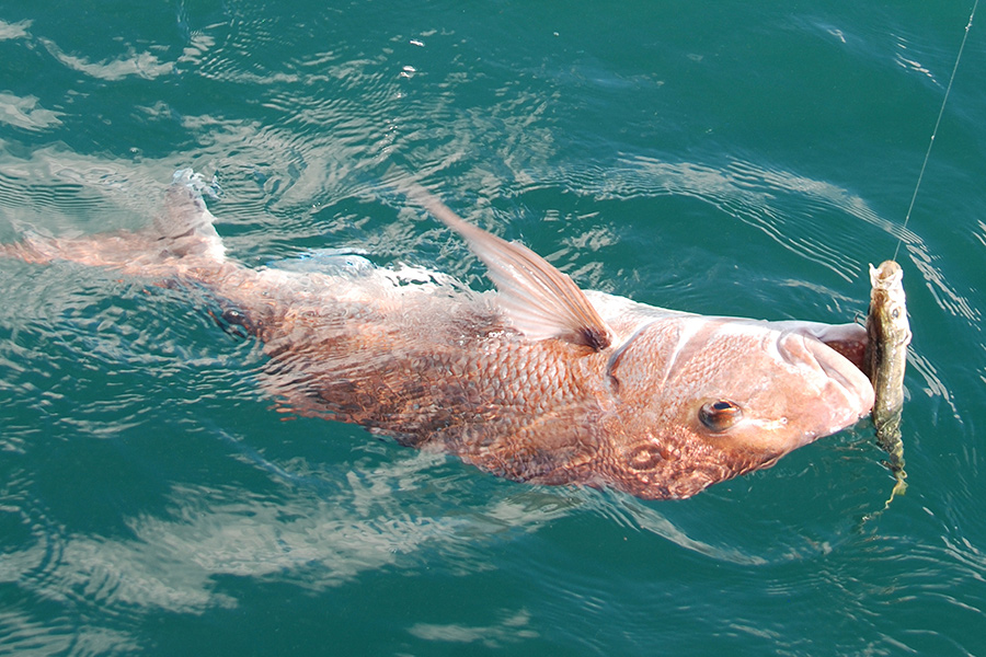 Big baits on big hooks’ is a simple mantra to follow.