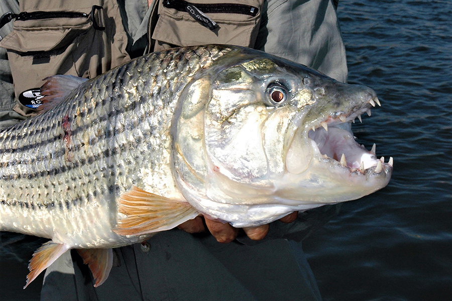 Fish With Big Teeth - The Fishing Website