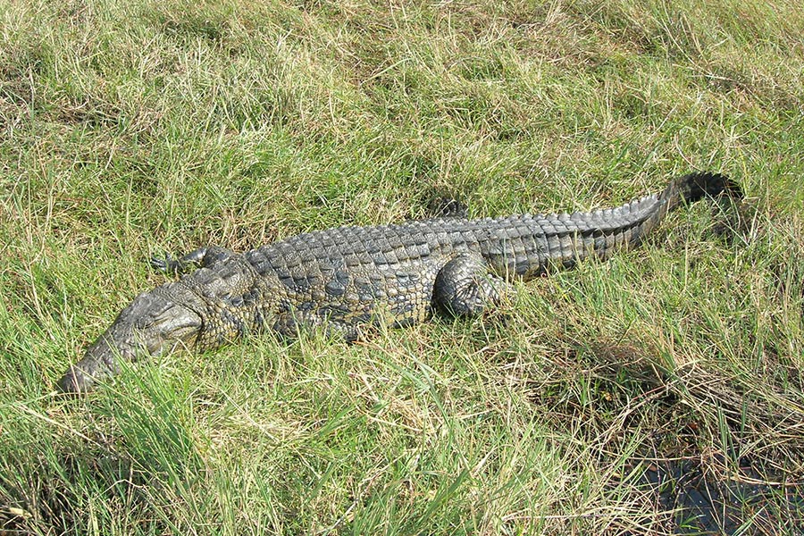 Africa’s Nile crocodiles kill around 400 people each year.