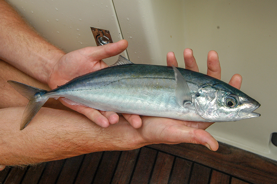 Koheru are a northern species that prefer oceanic water around offshore islands or capes.