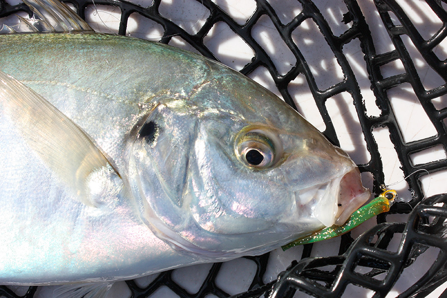 Trevally are a common and welcome bycatch on tiny softies.