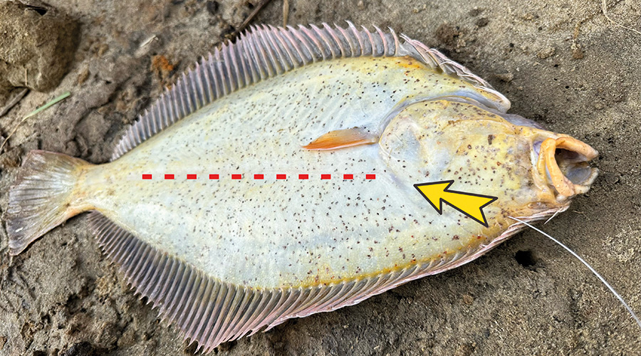 Catching Flounder on Small Baits & Lures The Fishing Website