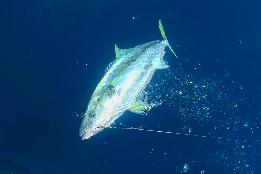 Jigging for Kingfish Gear and Techniques The Fishing site