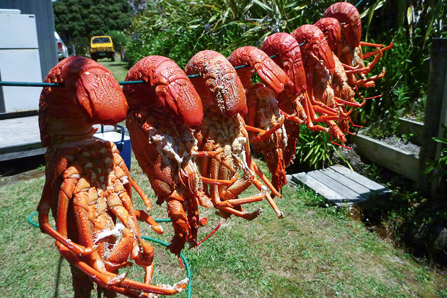After about seven minutes of steaming, hang the crayfish head down to drain excess water.
