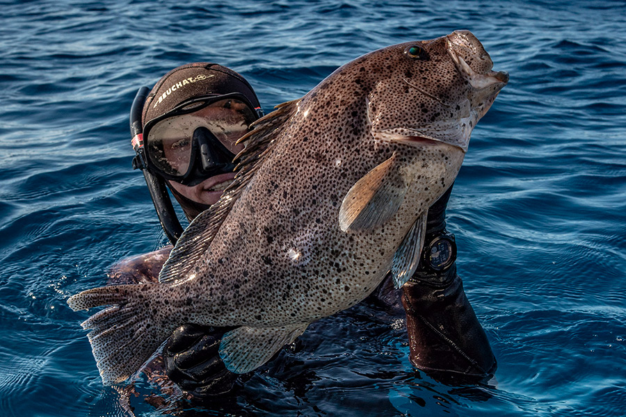 Spearfishing in Queensland The Fishing site