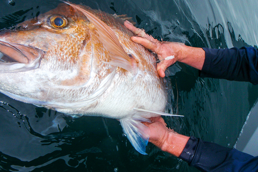 Matt Watson uses a venting tool to give this snapper a chance of survival despite being caught in 55m of water.