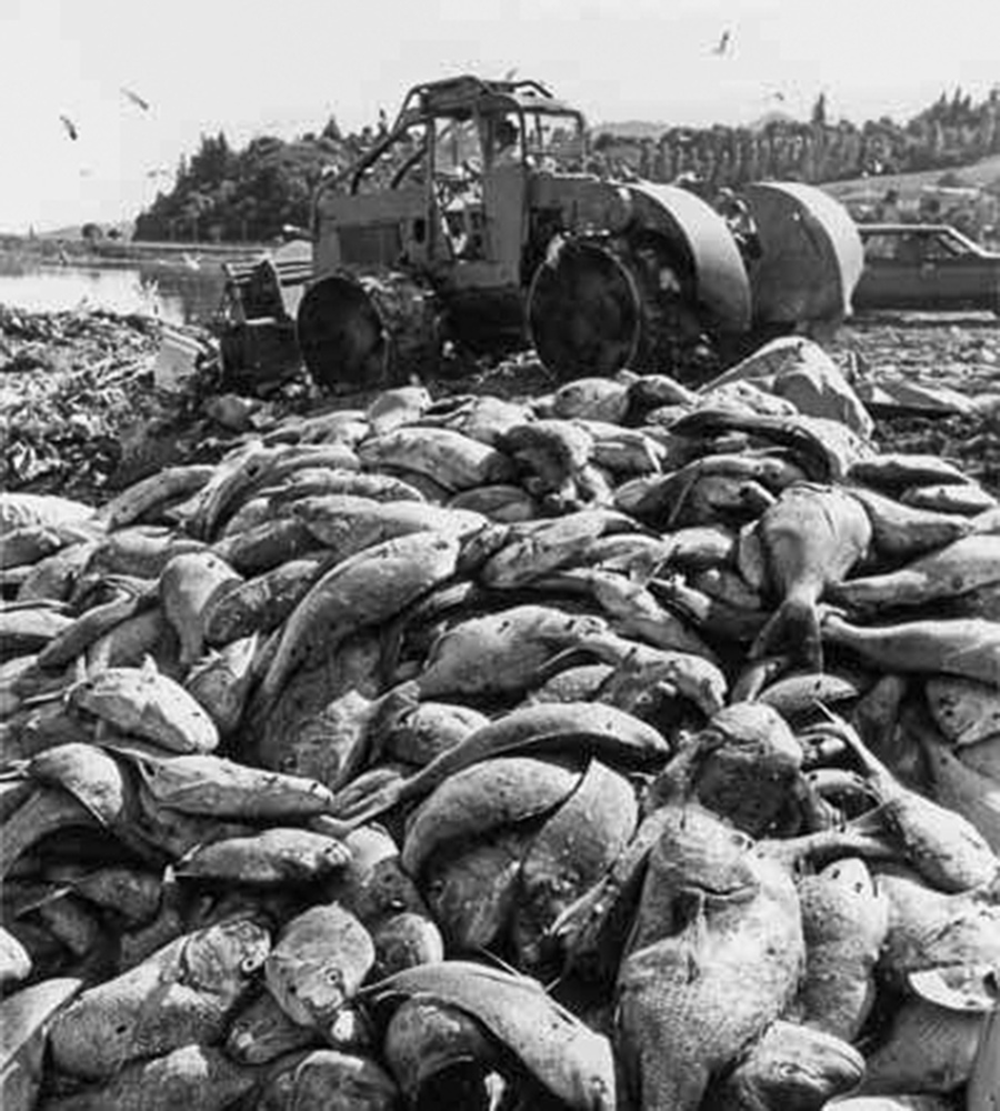 Snapper Fishing in Tasman Bay - The Fishing Website