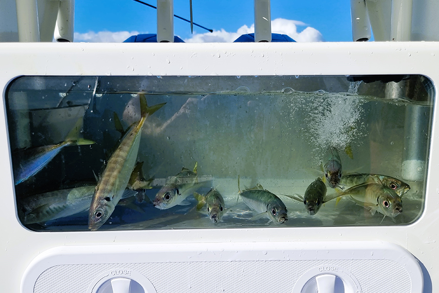 Having a tank full of livies opens up so many more opportunities. Whether it’s targeting john dory, prospecting a deep reef or pitching to a pelagic species, they are a great way to catch fish!
