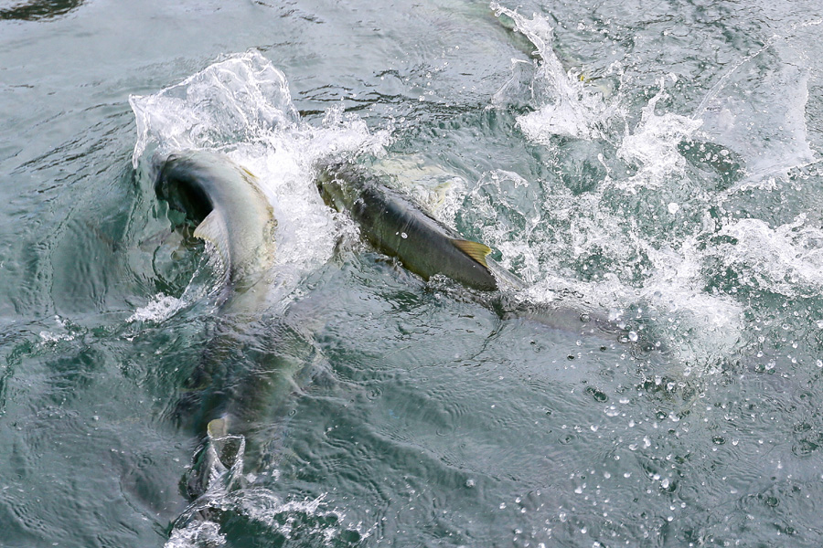 Cubing for Yellowfin and Other Species - The Fishing Website