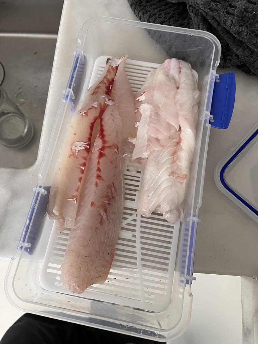 'Skinny' Snapper in the Hauraki Gulf - The Fishing Website