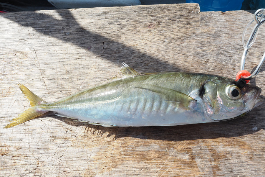 Rigging Livebaits - The Fishing Website Rigging Livebaits - The Fishing Website