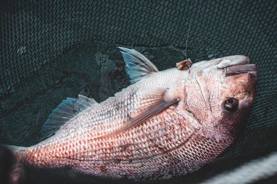 How to Strayline for Snapper - The Fishing Website