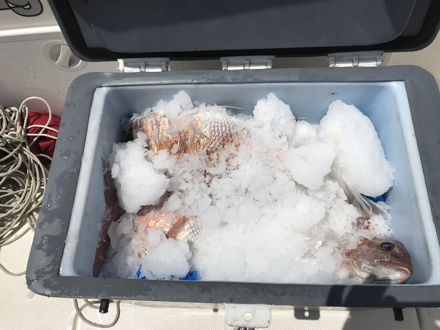 Huge Penalties for not Reporting Commercial Catch The Fishing site