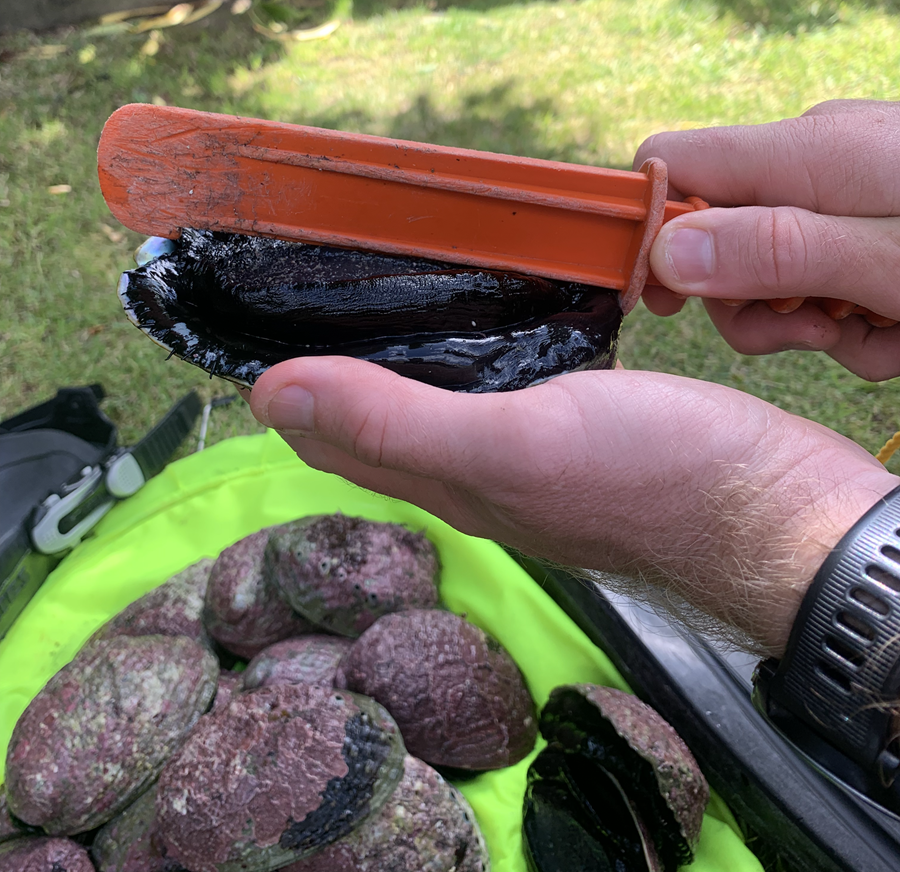 Strict Rules around new Kaikoura Paua Season The Fishing site