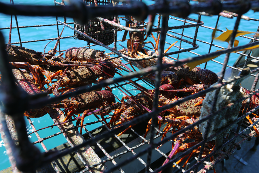 Myth Busting The Science Behind the CRA 2 Rock Lobster Fishery The