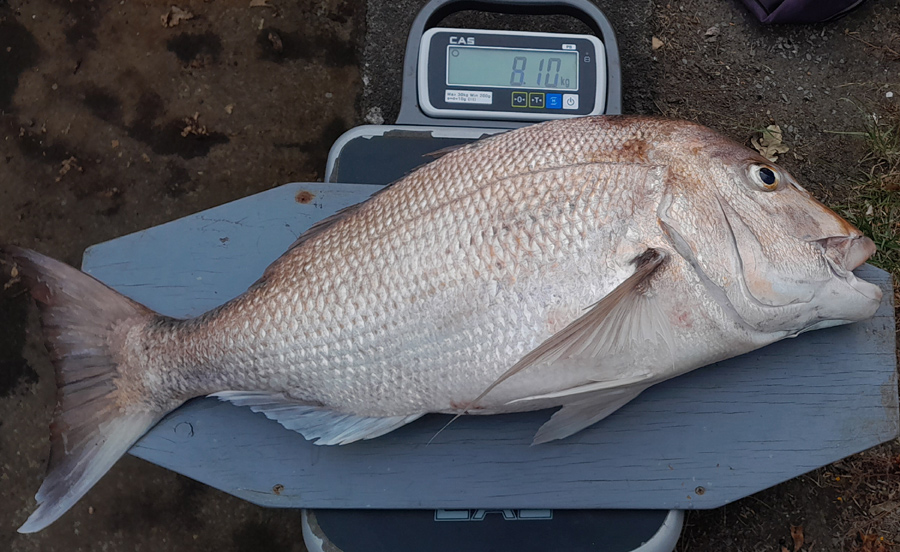 Manukau/West Coast Fishing Report 07/03/24 The Fishing site