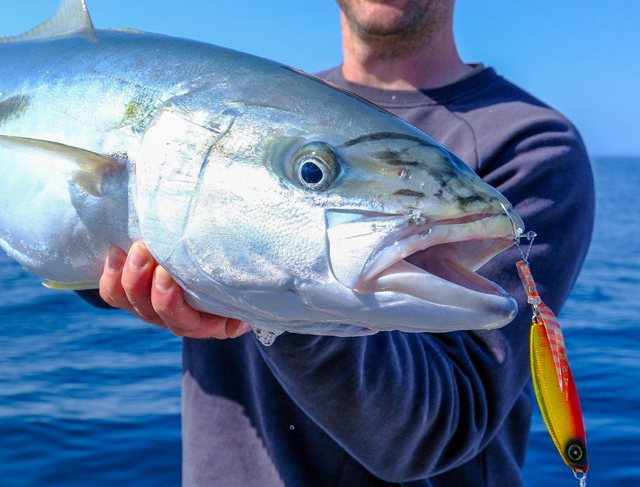 How Fish Bite Lures The Fishing site