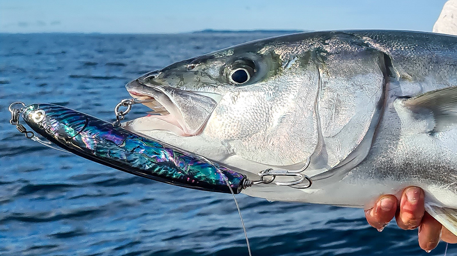 How Fish Bite Lures The Fishing site