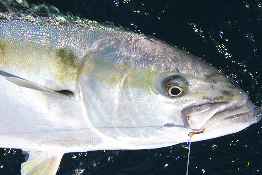 Livebait The Fishing site