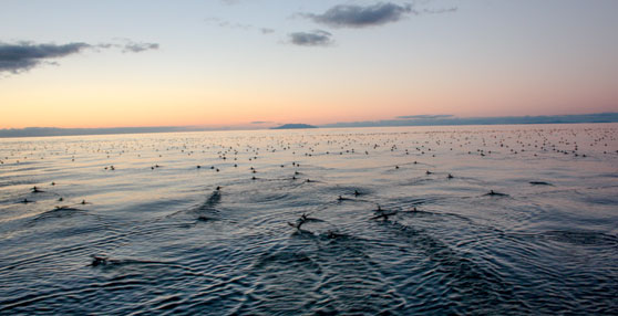 Seabird Safety