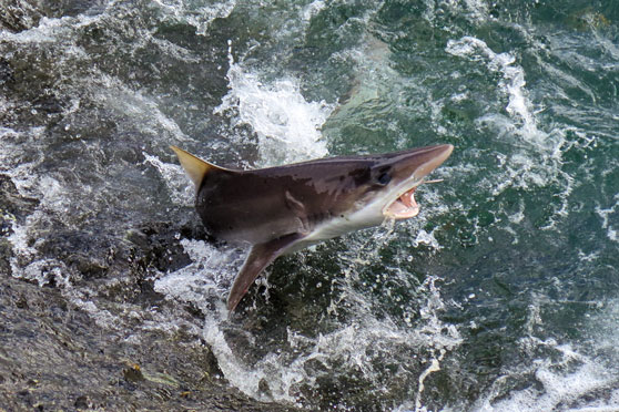 Catching sharks and rays