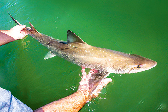 Landbased Fish Tagging