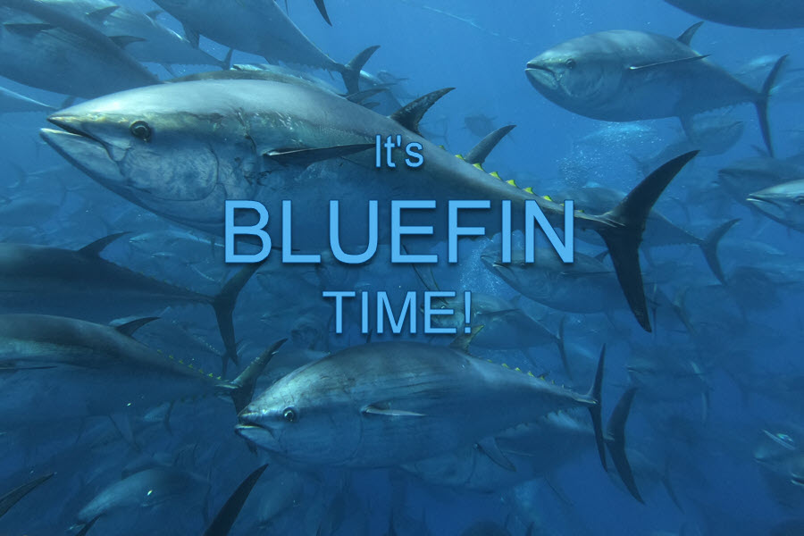 Bluefijn Bluefin Season Fires Up in New Zealand! - The Fishing Website