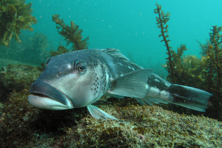 Support Sustainability for Marlborough Sounds Blue Cod