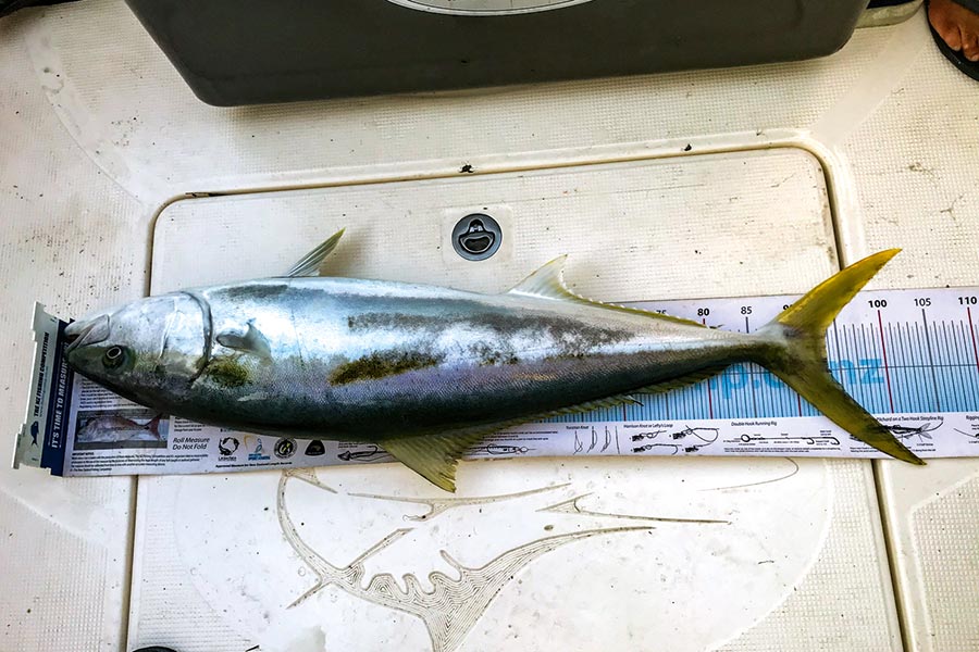 IGFA Rule Changes