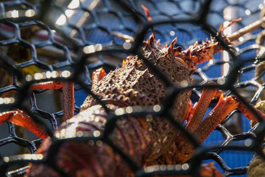 Northland Crayfish Closures Confirmed
